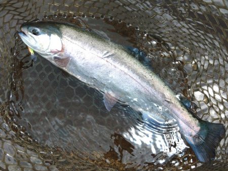 ペピーノ釣れる！　～平谷湖フィッシングスポット～